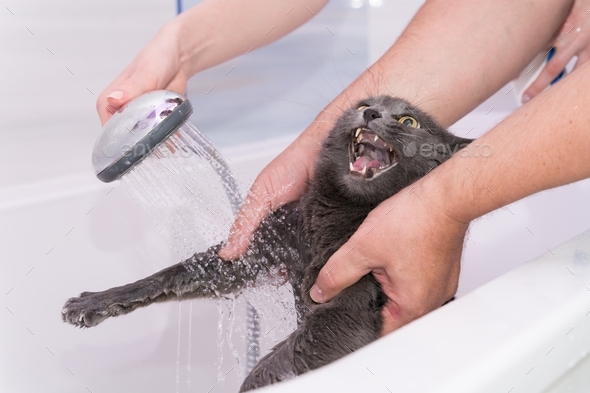 bathing under the shower of a domestic Russian blue cat