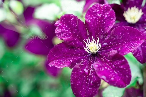 Purple clematis flowers (Clematis viticella) in water drops after rain.  - Stock Photo - Images