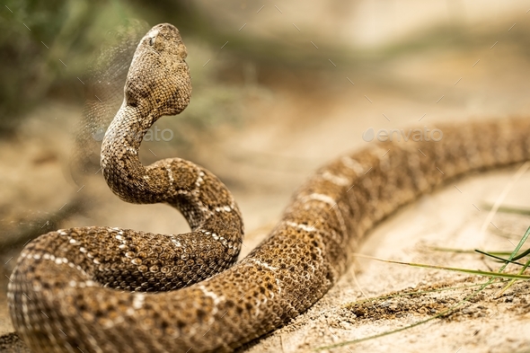 Close-up of crotalus atrox or western diamondback rattlesnake ...