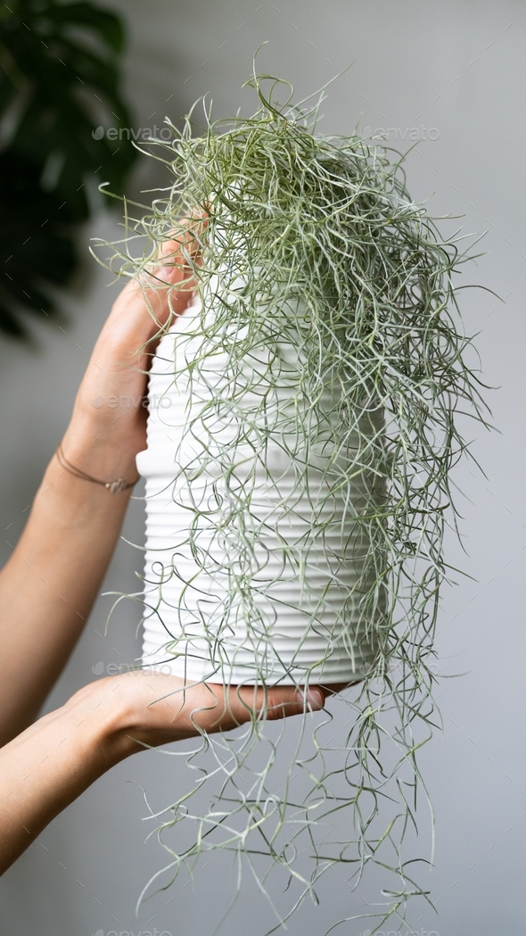 hanging - Stock Photo - Images