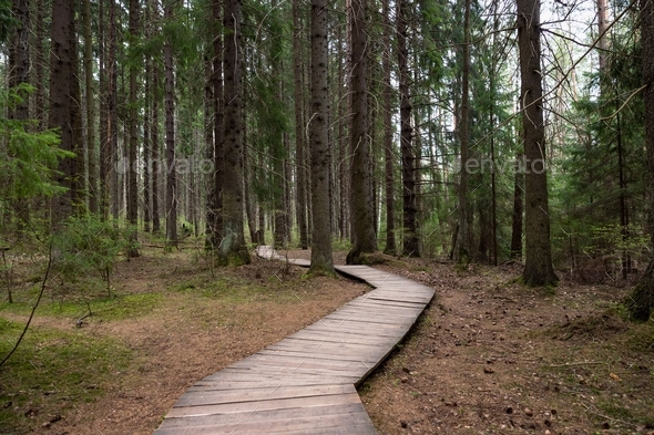 Ecological footpath in national park through old coniferous spruce forest