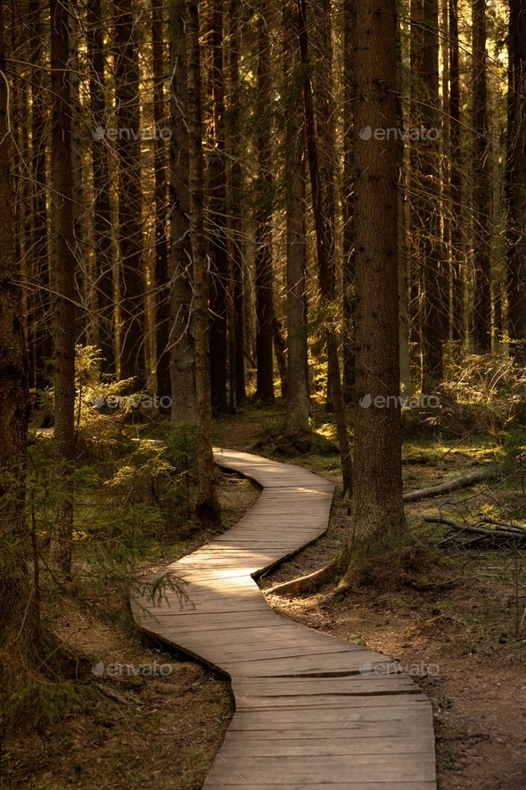 Ecological footpath in national park through old coniferous spruce forest . Dark forest at sunset