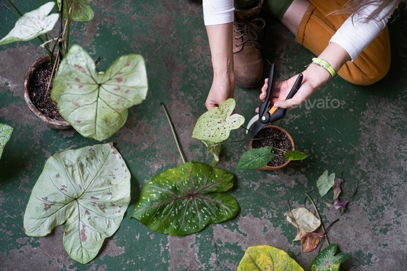 Woman gardener pruning dry withered caladium houseplant, take routine care, using scissors