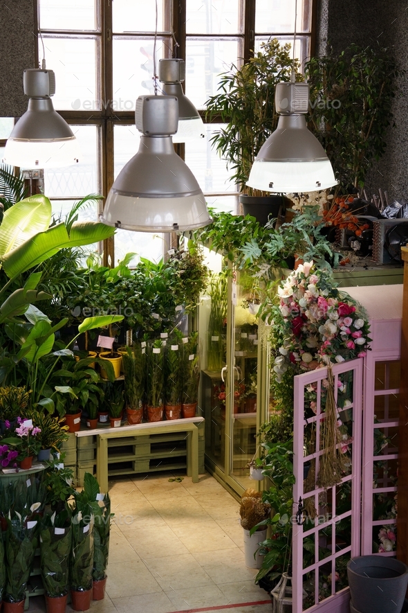 Interior of plants shop with different houseplants in pots ready for ...