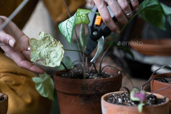 Woman gardener pruning dry withered caladium houseplant, take routine care, using scissors. Hobby