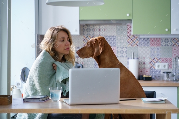 Tired sad unemployed woman in kitchen with dog in blanket looking for new job vacancies on laptop