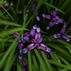 lilac irises in the grass in the summer garden after the rain - PhotoDune Item for Sale