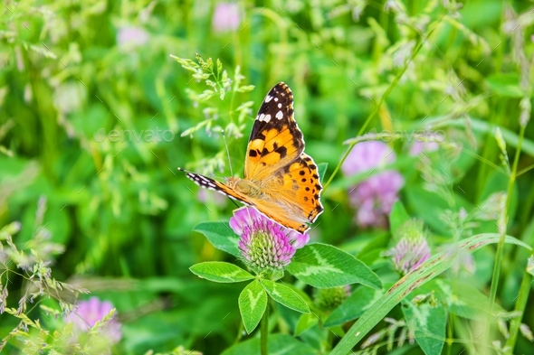Beautiful lady butterfly Vanessa Cardui on purple clover flower. - Stock Photo - Images