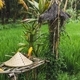 Balinese traditional straw hat on wicker bench in rice field - PhotoDune Item for Sale