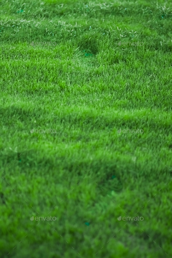 Fresh footprints in green grass. A path marked out by a man walked through a dewy lawn
