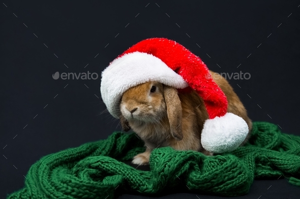 Cute rabbit in a santa claus hat. Purebred rabbit on a black background.