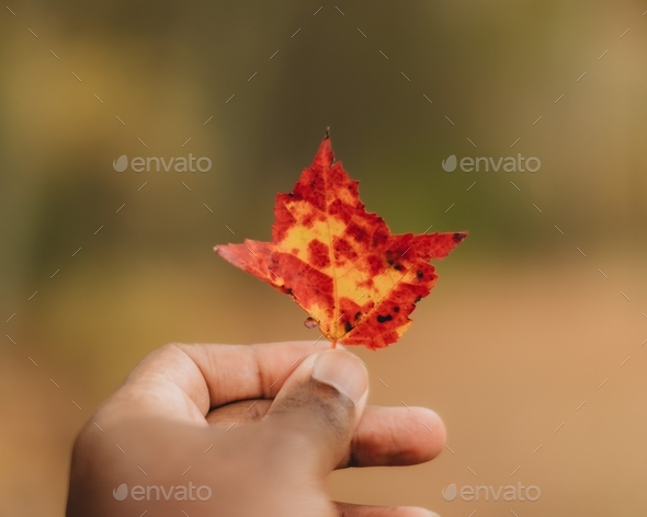 Hand of a black man holding a colorful fall leaf with blurry background