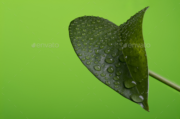 Water droplets on a green leaf against a green background, deep depth of field  - Stock Photo - Images