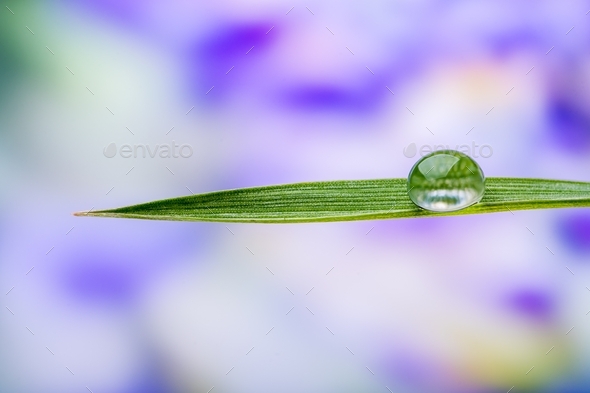 Close up of water droplet on blade of grass, macro, background  - Stock Photo - Images