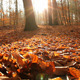 Foliage - VideoHive Item for Sale