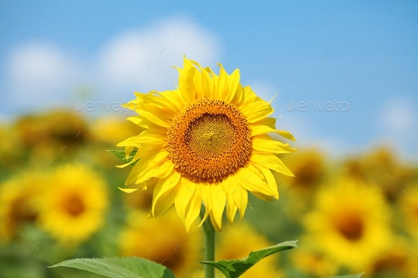Field of sunflowers on sunny summer day. Flower close-up in the foreground.