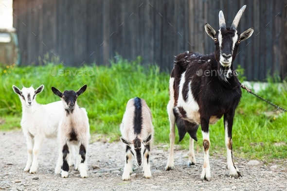 Portrait of a goat on a farm - Stock Photo - Images