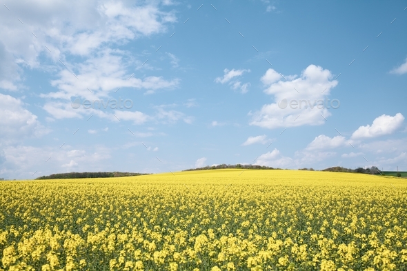 Canola field - Stock Photo - Images