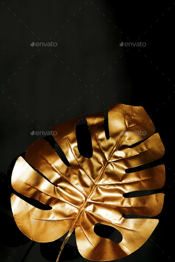 Gold coloured monstera leaf on black background. Stylish design art wallpaper