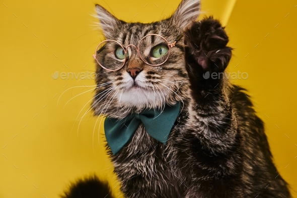 Funny cat in bow tie and glasses with raised paw on yellow background