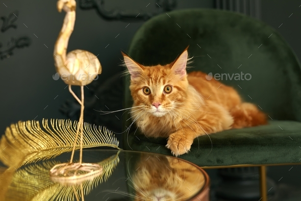 red fluffy Maine Coon cat sits on a green velvet chair