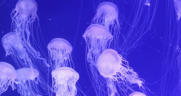 Jellyfish swimming in an aquarium