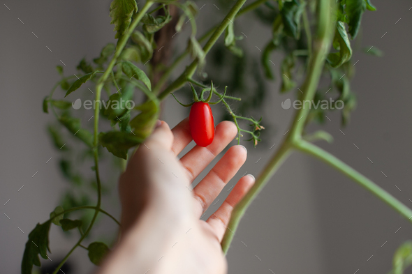 red cherry tomato on green branch at home - Stock Photo - Images