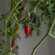 red cherry tomato on green branch at home - PhotoDune Item for Sale