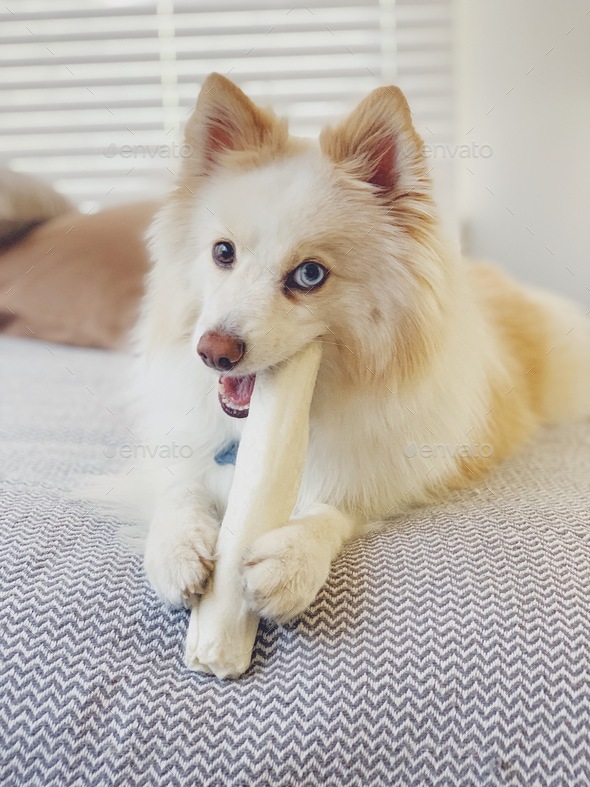 A Pinsky lays on a bed and bites his chew stick