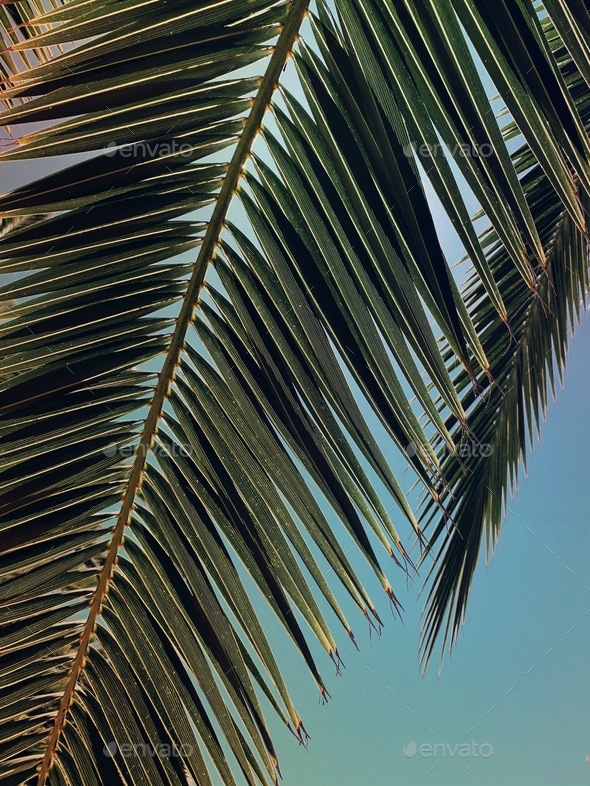 Palm leaves hang gracefully against a turquoise sky