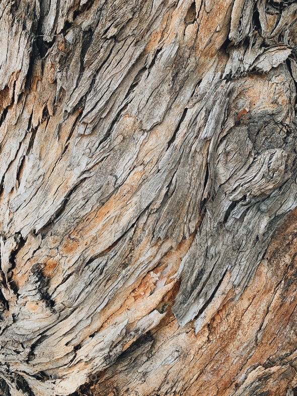 Rugged, rough, textured tree bark makes a great background - Stock Photo - Images