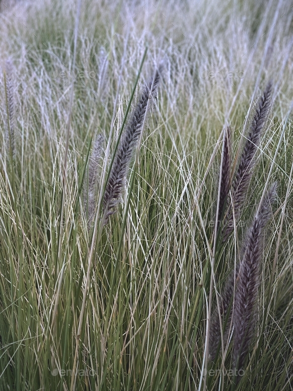Tall grasses swaying gently in the breeze - Stock Photo - Images