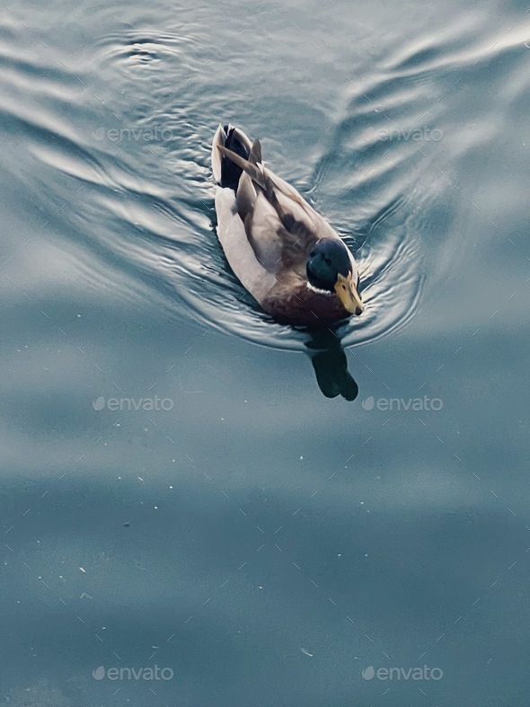 A duck floats along on a peaceful blue lake  - Stock Photo - Images