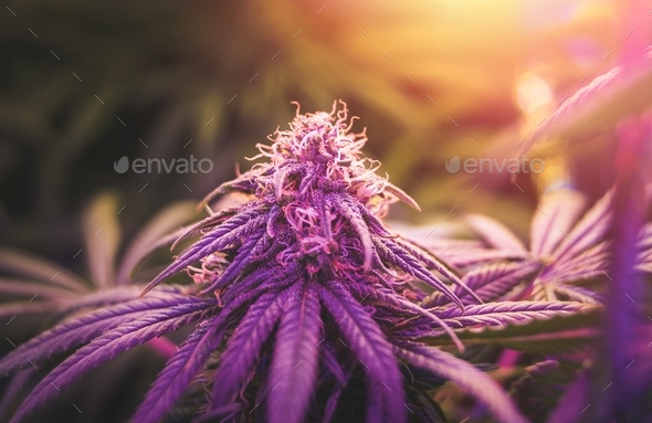Marijuana flower buds under purple uv Led lighting