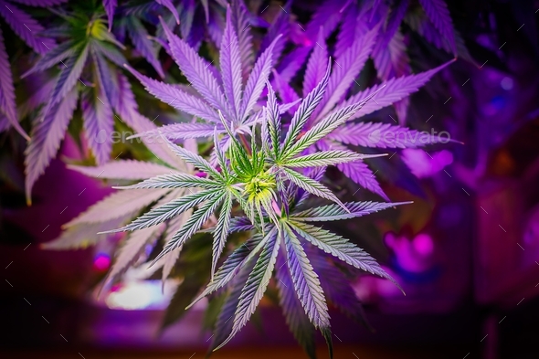 Marijuana plant under purple led light