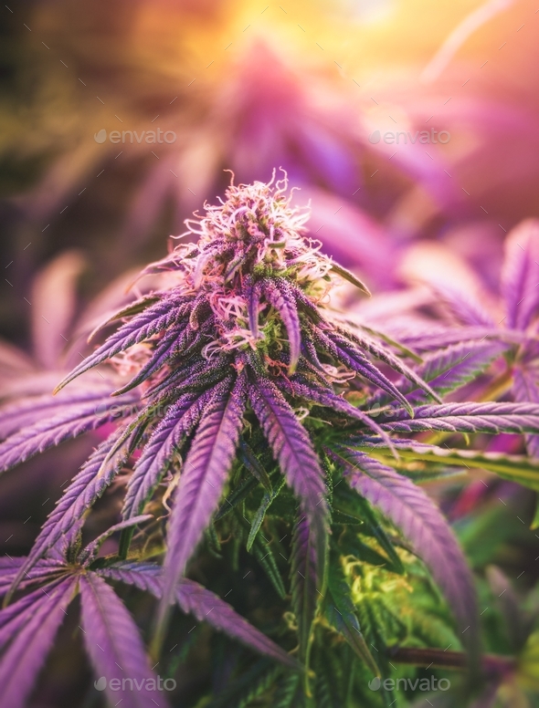 Close up of marijuana flower bud growing under purple led light