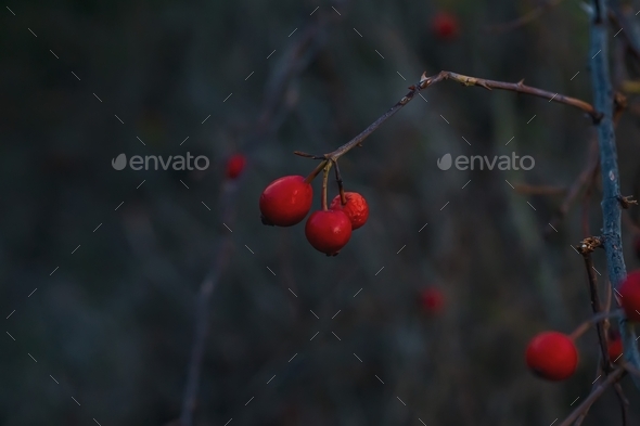 The rose hip or rosehip, also called rose haw and rose hep