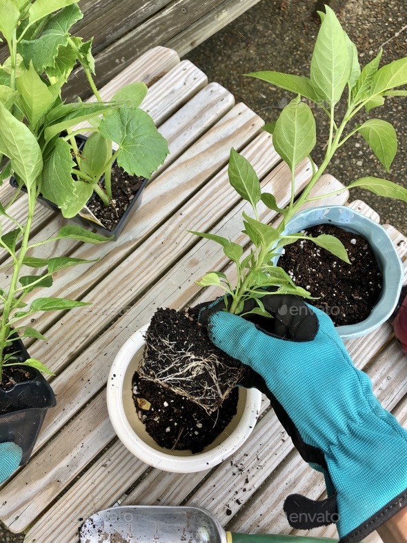 Overhead view of woman gardening planting plants in pots Stock Photo by ...