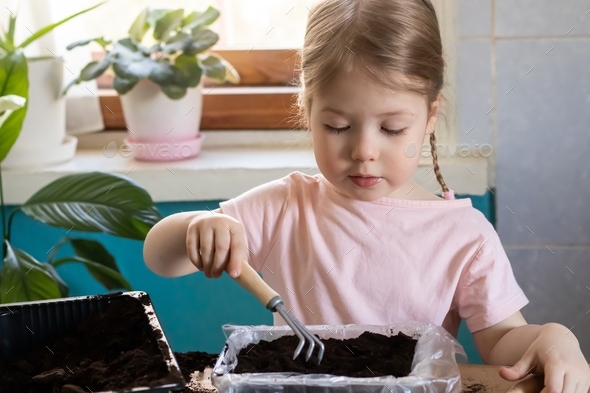 Little girl preparing container with soil for planting seeds for ...