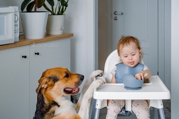 A toddler sitting in a highchair and eating while dog putting paws on the table waiting for a treat.