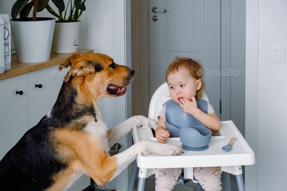 A toddler sitting on a highchair and eating while dog putting paws on a table waiting for treat.