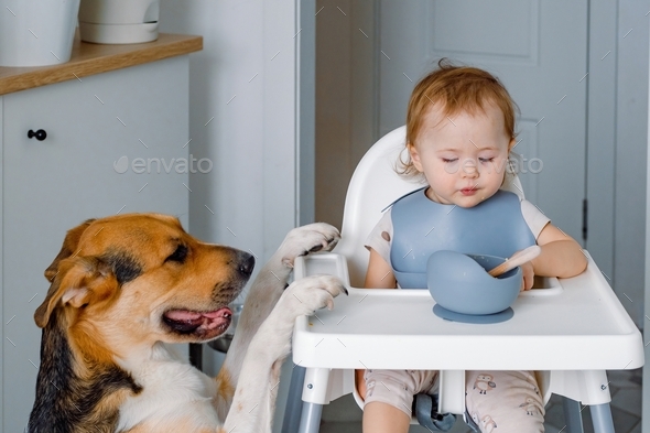 A dog putting paws on a table waiting for treat while toddler sitting on a highchair and eating.