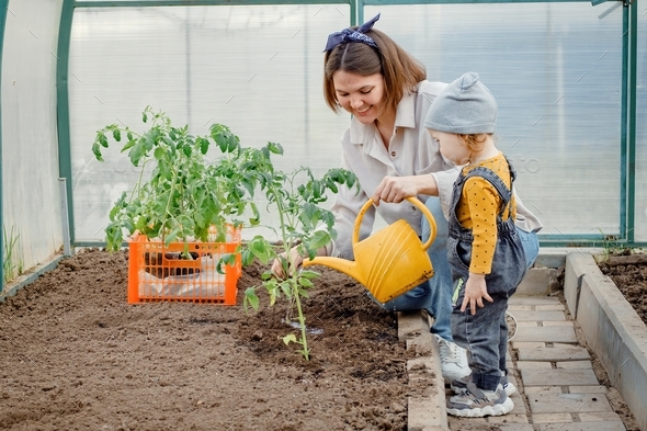Mom watering planted tomato young plant spending time with her child. Growing vegetables in garden.
