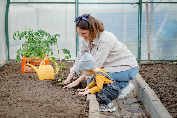 A young woman mother and baby toddler spending time together planting tomato seedlings in greenhouse