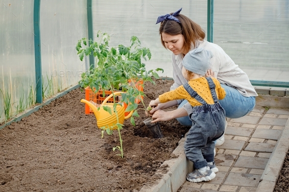 A cute toddler helps mother planting tomato seedlings in the greenhouse in the spring.