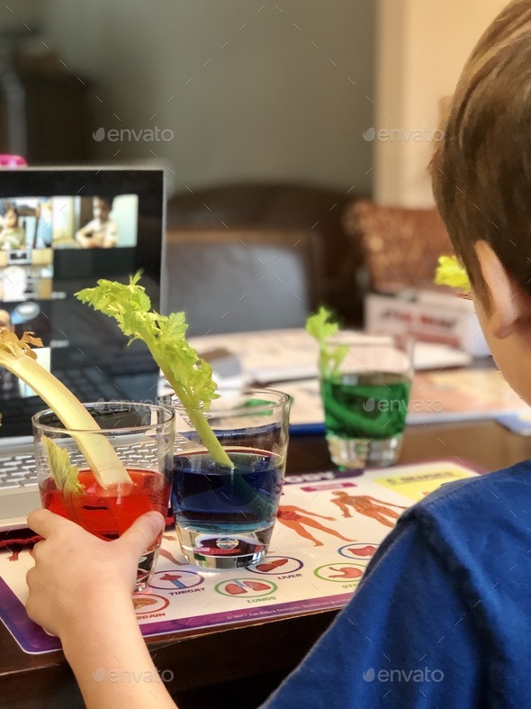 Kindergarten boy showing his class his science experiment on zoom