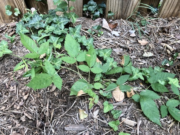 Poison ivy look alike in backyard Stock Photo by reinasmyth | PhotoDune