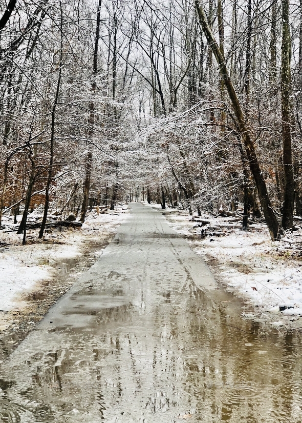 Large puddle on walking path reflecting snowy trees in woods