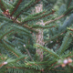 Close up of trunk and branches of evergreen tree at Christmas tree lot selective focus  - PhotoDune Item for Sale
