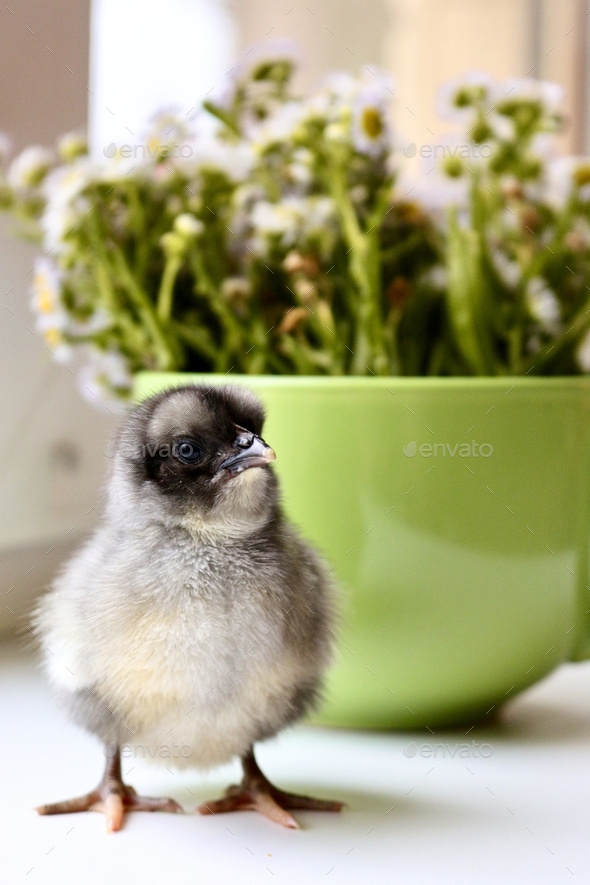 One small dark gray chicken on the background of a green mug with flowers - Stock Photo - Images